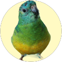 プッチくん profile picture